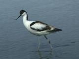 Avocette Ponts de Normandie